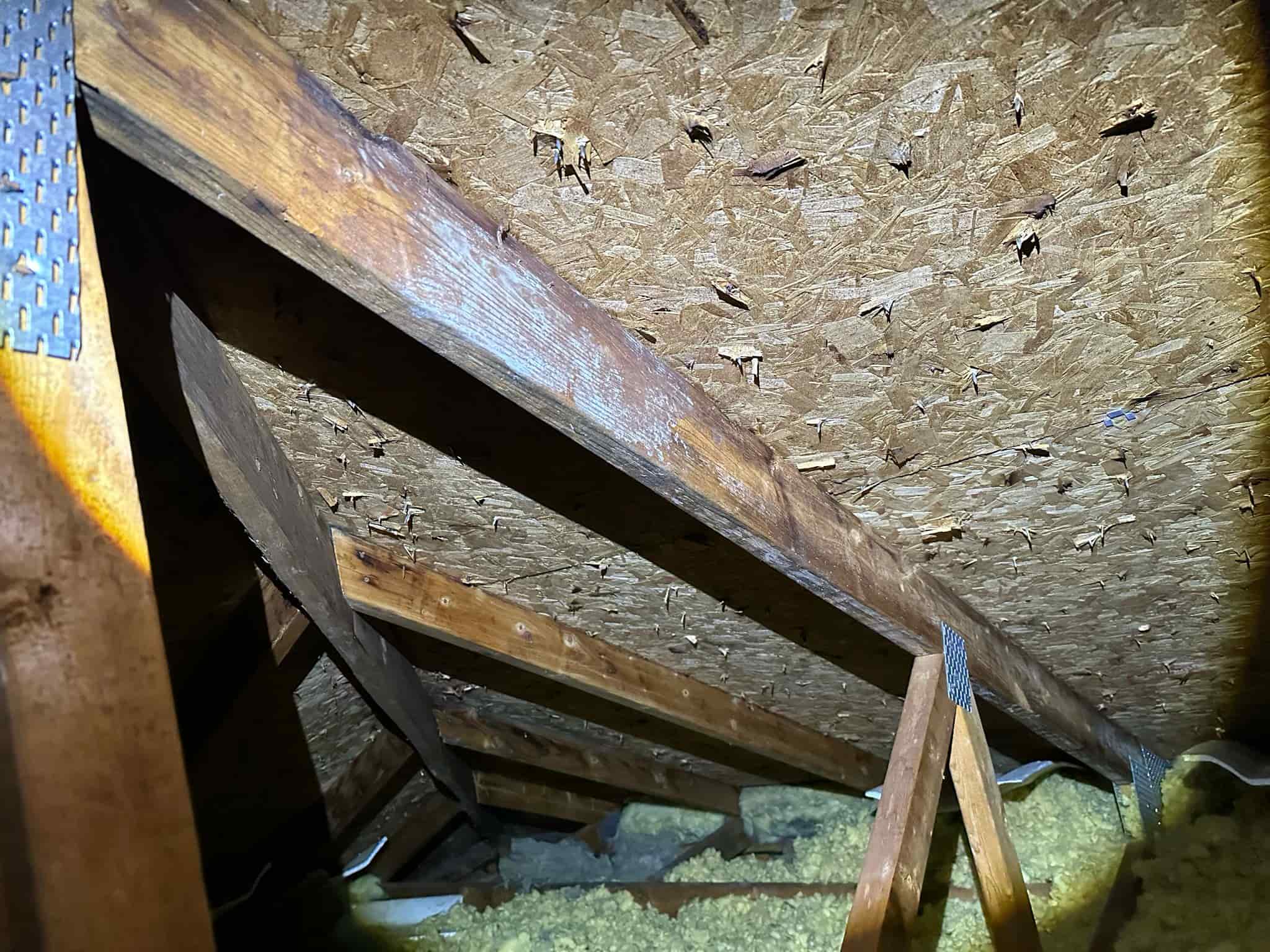 attic inspection finding Ottawa