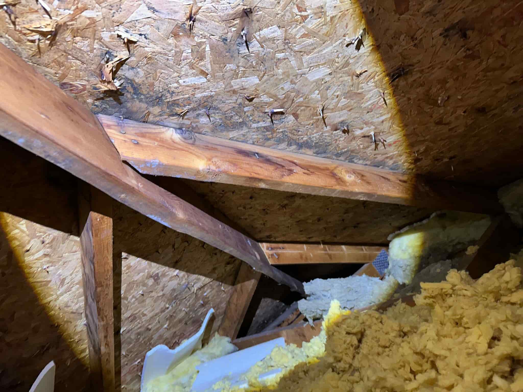 attic inspection finding Ottawa